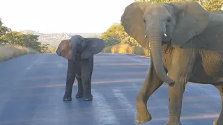 Mommy Elephant Teaches Baby Not to Charge Car