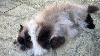 Grumpy Himalayan cat doesn’t want to be stroked! 😾