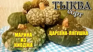 ОБЗОР-ОТЗЫВ/ Сорт тыквы "МАРИНА ИЗ КИОДЖА" и "ЦАРЕВНА-ЛЯГУШКА"/ Какой сорт выбрать!?#pumpkins