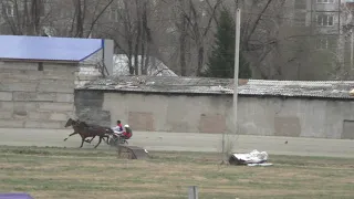 Приз ПРОБНЫЙ           Для лошадей рысистых пород 2-х лет, 1600 м