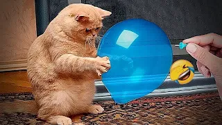 😍🐱 Funniest Cats and Dogs Videos 🙀🤣 Funniest Animals #17