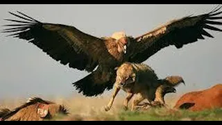 Berkut is a winged killer attacking people and wolves! Golden eagle against deer and fox!