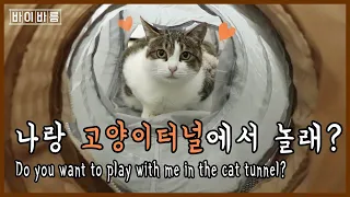 ENG 😻 나랑 고양이터널에서 같이 놀래? 😸 4마리 고양이집사가  추천하는 캣터널 잇템!