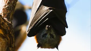 Bats (Flying Foxes) - Up Close  - Nikon P1000