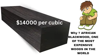 Why African Blackwood One Of The Most Expensive Woods In The World
