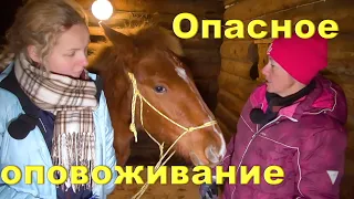 Оповоживание молодой лошади. "Ужасы" , нарушение ТБ!