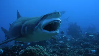 Tiger sharks diving in the White Valley in Tahiti, French Polynesia