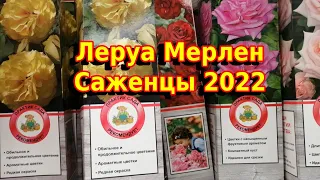 ЛЕРУА МЕРЛЕН Саженцы/Розы и другие кустарники/СЕЗОН 2022