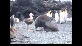 A Seal Sexually Harrassing a Penguin