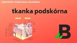 Tkanka podskórna - ANATOMIA i FIZJOLOGIA człowieka - KOREPETYCJE z BIOLOGII - 270