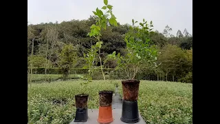 Cómo plantar arándanos correctamente en vuestros huertos. Guía paso a paso .