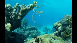 Подводный мир карибского моря. Куба