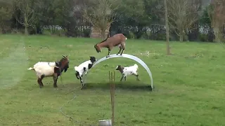 Chevres  en equilibre - goats balancing on a flexible steel ribbon         - козы балансируют на...