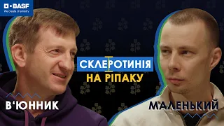 Склеротиніоз на ріпаку — як боротися та на що звернути увагу?