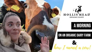 A MORNING ON AN ORGANIC DAIRY FARM | How I named a cow!