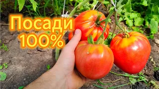 Лучшие мясистые урожайные сорта томатов для теплицы, томаты на салат, вкусные сорта томатов.