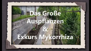 Das Große Auspflanzen & Exkurs Mykkorhiza