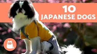 The 10 Most popular Japanese Dog Breeds