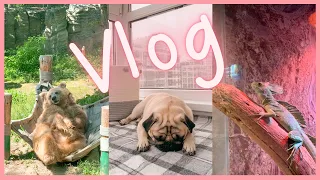 VLOG: КИЇВСЬКИЙ ЗООПАРК🦒 Новий серіал • Затишний балкон