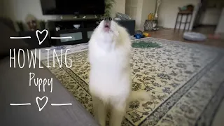 How a Samoyed  puppy’s Howling is evolving!!!!!🐶 #samoyed #puppy #howling