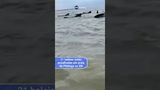 19 baleias encalham em praia no Rio Grande do Norte | SBT Brasil (31/05/24)