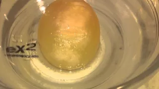 Osmosis of an Egg Cell- Hypotonic vs Hypertonic solutions