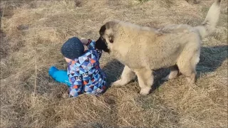 Кавказская овчарка и дети :)