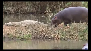 Hippo bites crocodile's tail