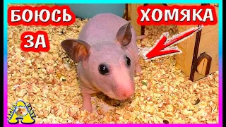 ШОКИРУЮЩАЯ правда ПРО ЛЫСОГО Хомяка / ЛЫСЫЕ сирийские Хомки / Alisa Easy Pets