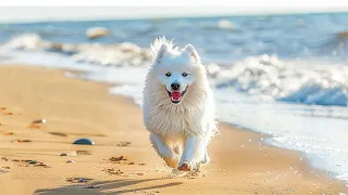 10 Hours Anti Anxiety Music for Dogs 🐶 Stress Relief Music For Dogs ♬ Calming Music For Dogs