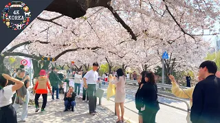 Blooming Seoul 🌸 Yeouido Cherry Blossom Festival | 4K KOREA | April 2023