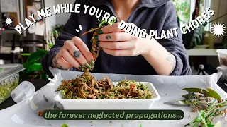 going through all of my propagation boxes + potting them up | minimal editing, long video 🌿