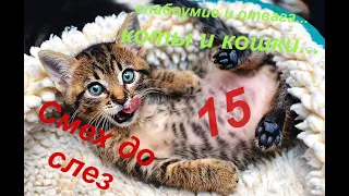 Смех до слез от этих котов #15