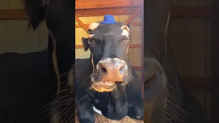 Putting hats on Eddie the cow 😂 #animals #cow