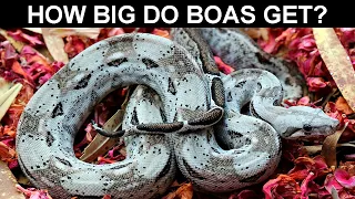 How Big Do Boas Get?