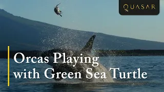 Orcas Playing & Juggling with Green Sea Turtle in Galapagos Islands