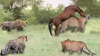 Leopard Hunts Wild Horse In The Territory And Unexpected Ending Occurs.