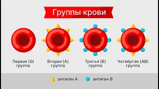 Самая редкая группа крови и как она на самом деле определяется