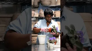 AFRICAN VIOLET BLOOMIMG HOUSEPLANTS: WAKEFIELD PLANTERS