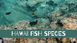 HAWAII FISH SPECIES CATALOG: Underwater Footage Safari of Reef Species on Oahu - Virtual Education