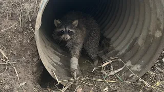 Check 7- OVER 500 Raccoon in ONE WEEK