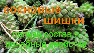 Все о сосновых шишках! Их польза и применение. ethnoscience