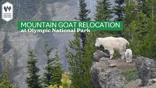 Olympic National Park on Mountain Goat Translocation