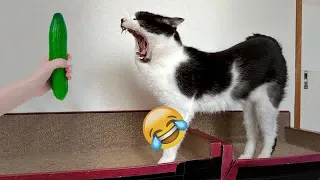 😆😂 You Laugh You Lose Dogs And Cats 😹🐱 New Funny Animals 2024 # 13