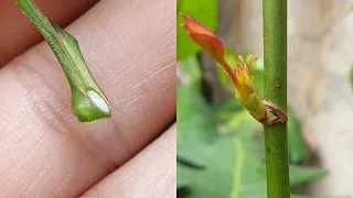 Rose grafting - △ Budding grafting | New method of grafting roses - Triangle Budding grafting