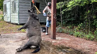 Trapped a HUGE wild boar. Is it my largest?