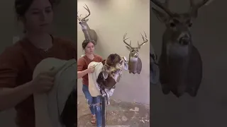 Mounting an axis deer - taxidermy timelapse