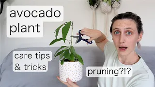 AVOCADO PLANT CARE | Prune with me... pretty please... it's scary