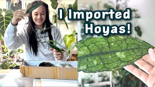 New Hoyas! | Unboxing Imported Hoyas with Updates!