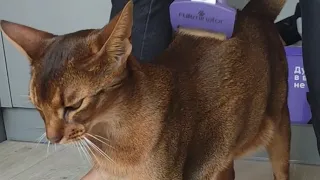 Abyssinian cat enjoying being scratched 😺